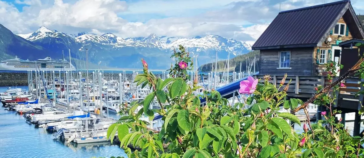 harbor boats and wild roses
