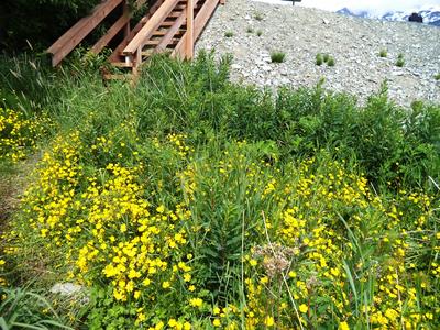 Stairs to the Beach